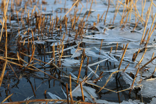 Winterlicher Dorfteich Kopendorf auf Fehmarn